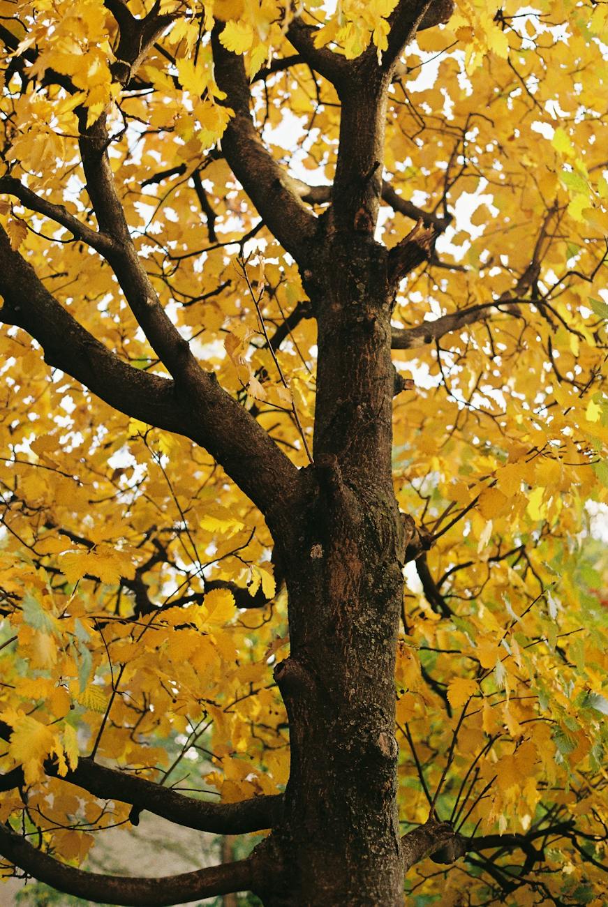 yellow leaves on tree in autumn